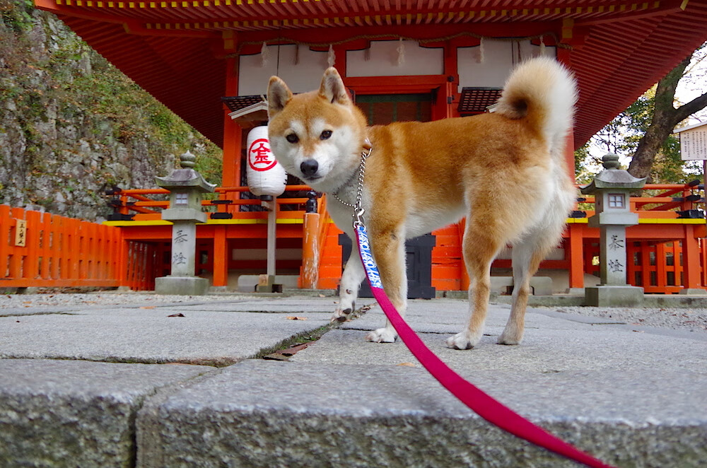 亚冠联赛关键场次激发球队潜力爆发,亚冠联赛冠军球队