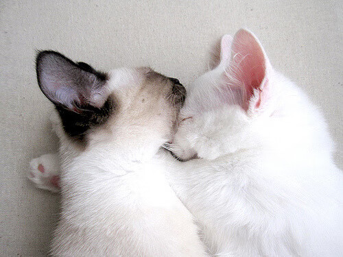 沃尔什蝶泳飞鱼般冲刺震撼全场，沃尔wo